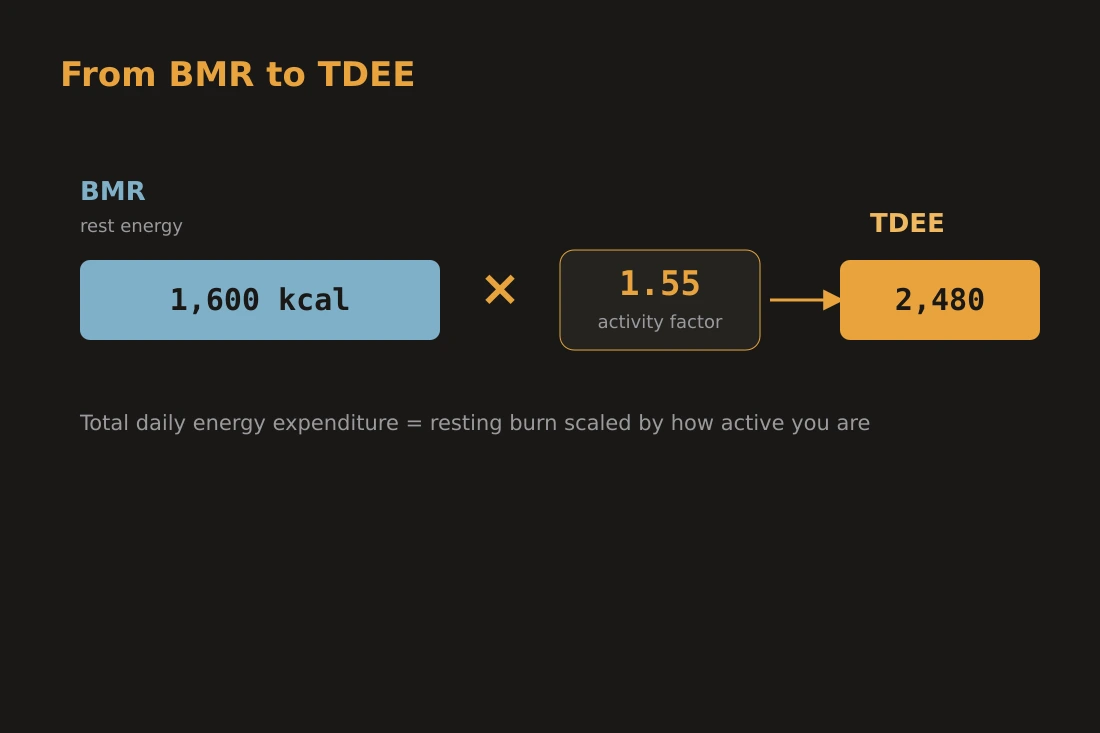 Diagram showing the relationship between BMR, activity multiplier and TDEE: BMR forms the base, with the activity factor applied on top to produce total daily energy expenditure.
