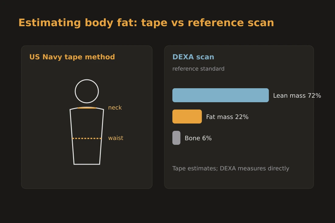Illustration of the US Navy body fat method: a tape measure at the waist and neck on a simple body outline, alongside a DEXA scan schematic labeled as the reference standard.